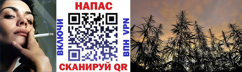 Конопля Amnesia  Купить где  Щучье 
